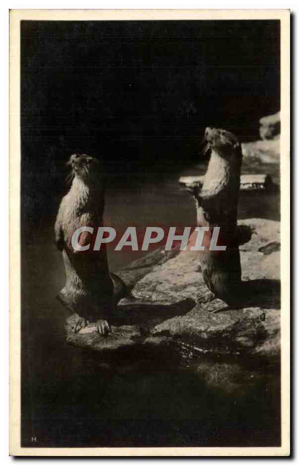 CPA Zoologischer Garten Basel Fischotter Loutres