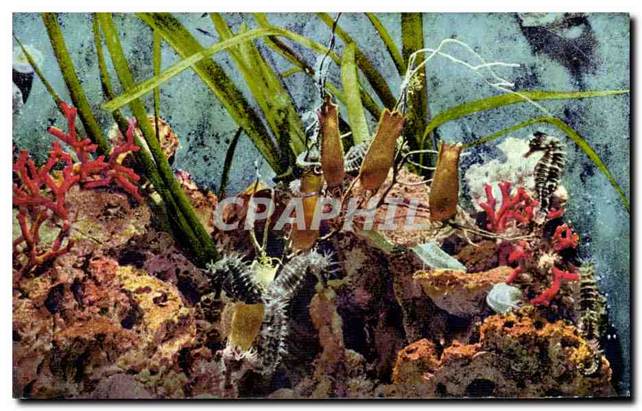 Scène sous-marine — coraux rouges, herbes marines et hippocampes — CPAPHIL