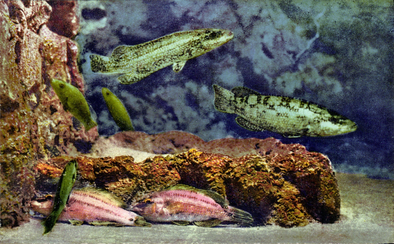 CPSM Aquarium de Monaco Labridae