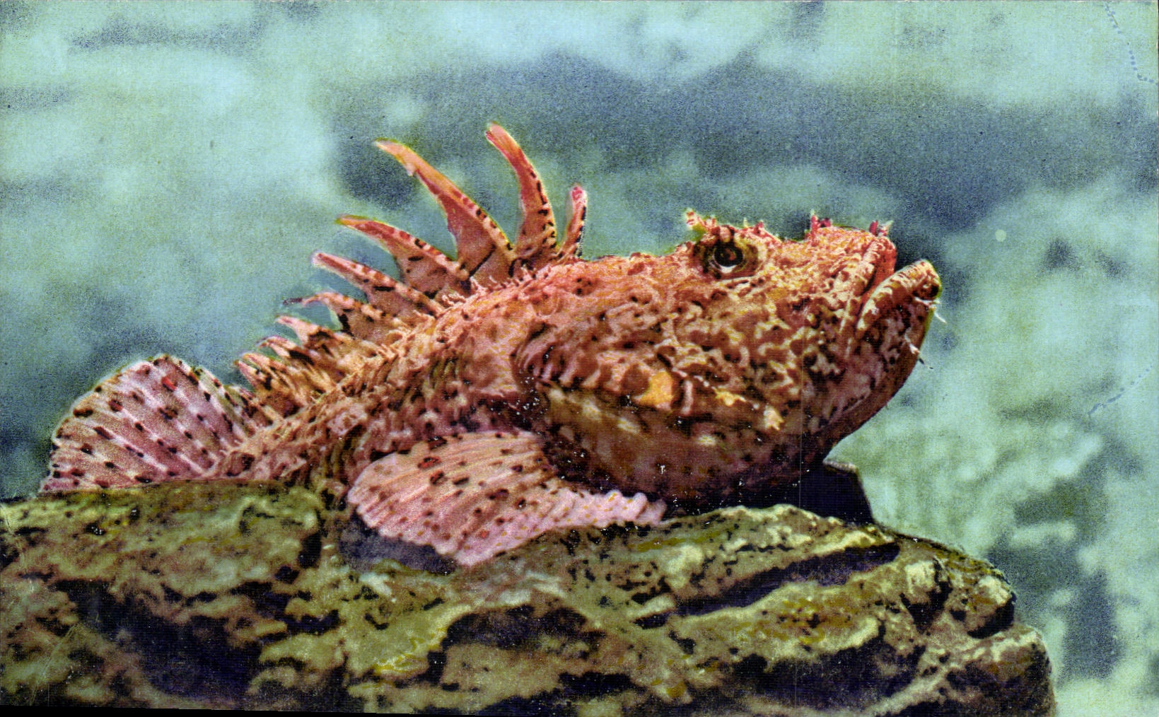 CPA Aquarium de Monaco Scorpaena Porcus