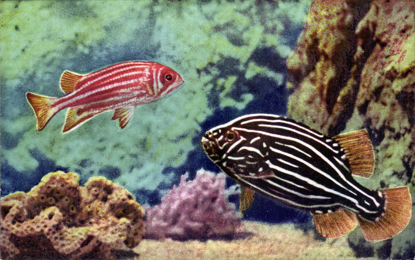 CPSM Aquarium de Monaco Gramistes esp st Holocentrus