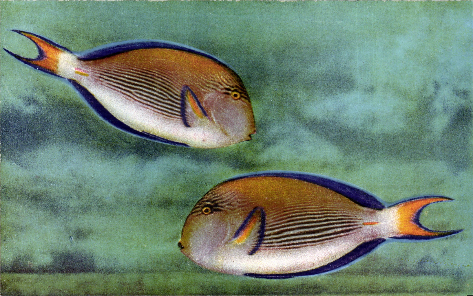 CPSM Aquarium de Monaco Acanthurus