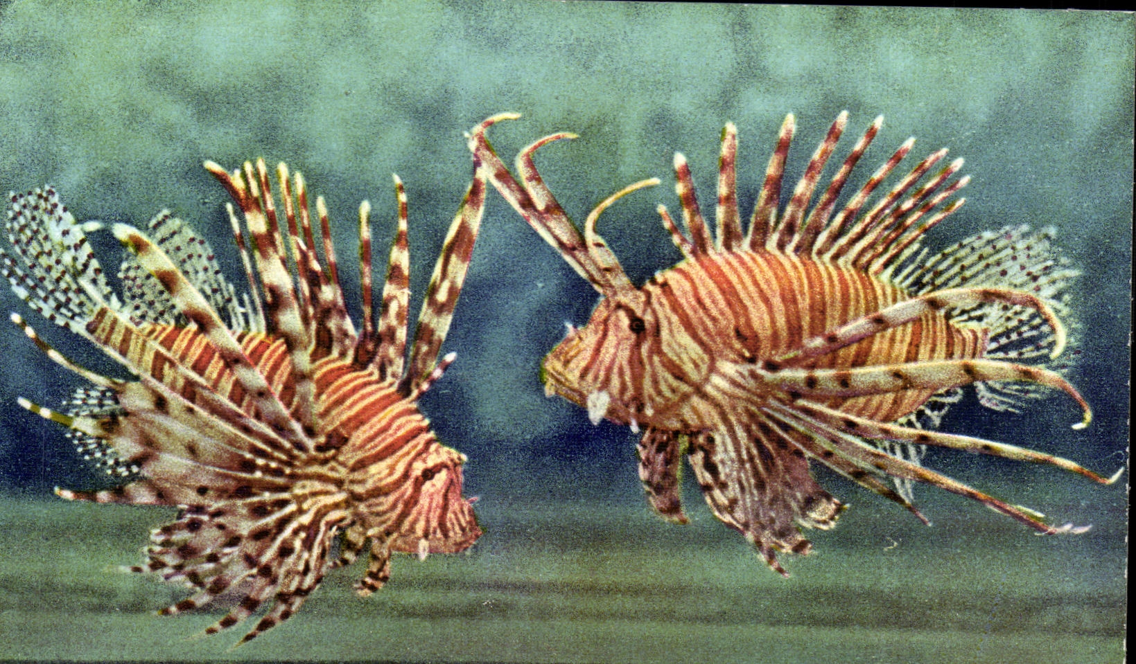 CPSM Aquarium de Monaco Pterois Volitans