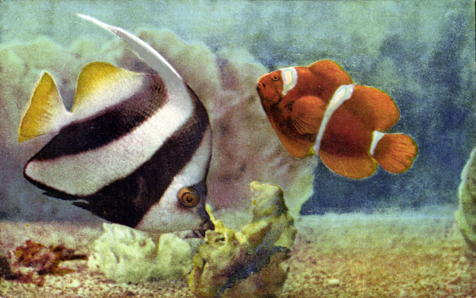 CPSM Aquarium de Monaco Heniochus Macrolepidotus et Preminas Biaculeatus