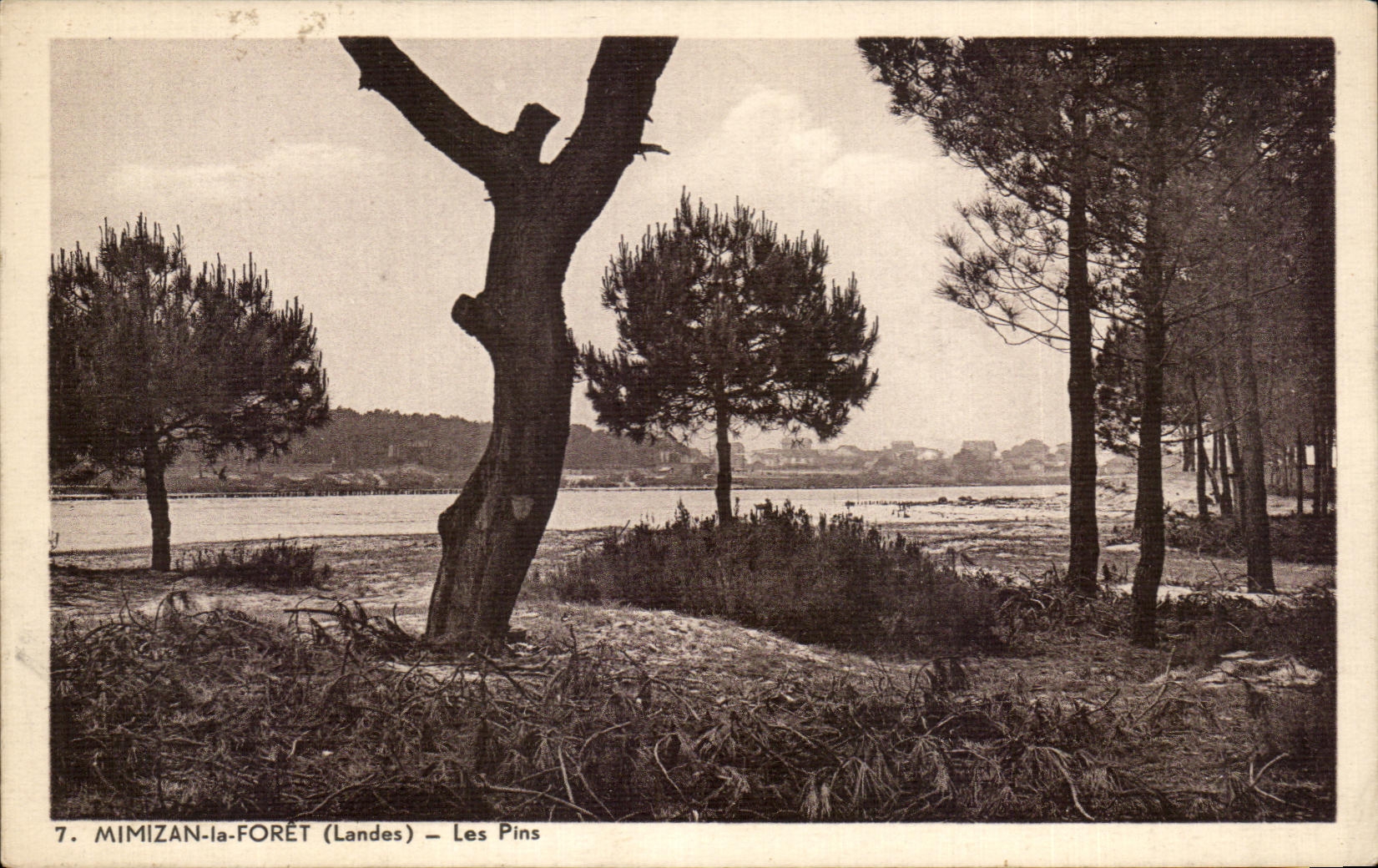 CPA Mimizan la Foret Les Pins