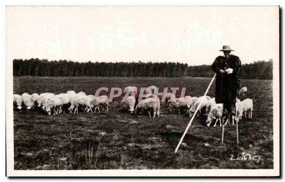 CPSM landes Berger en hiver Moutons 