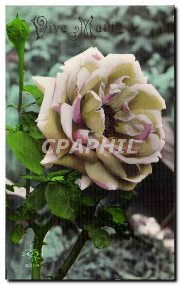 CPA Fantaisie Fleurs Vive Marie 