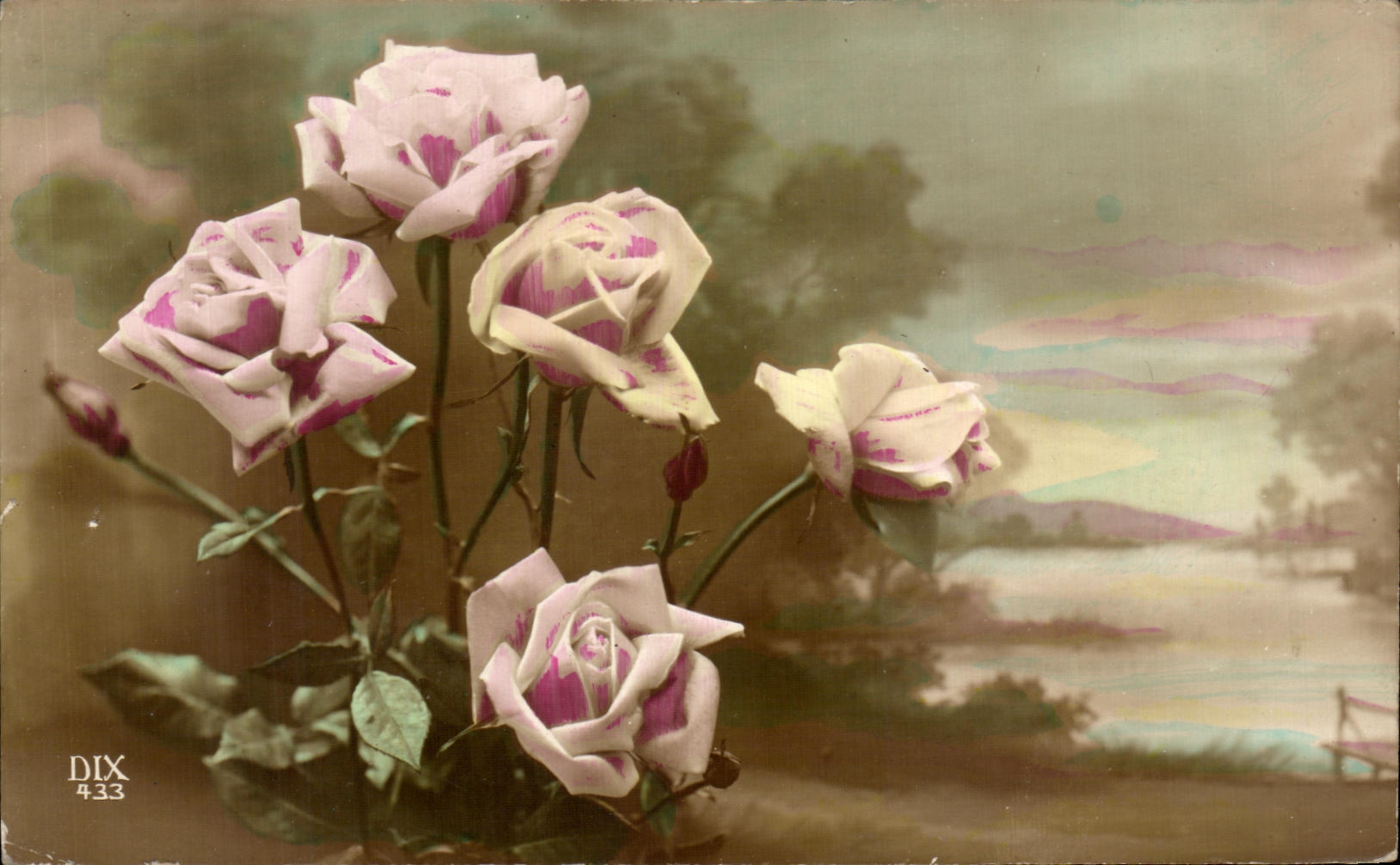 CPA Roses Fleurs 