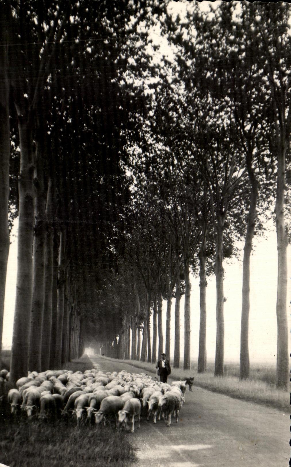 Umgebung von VILLENEUVE s/ YONNE — Schäfer mit Schafherde unter einer Baumallee — Photo-Coll. IN.