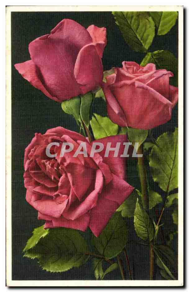 CPA Fantaisie Fleur Roses