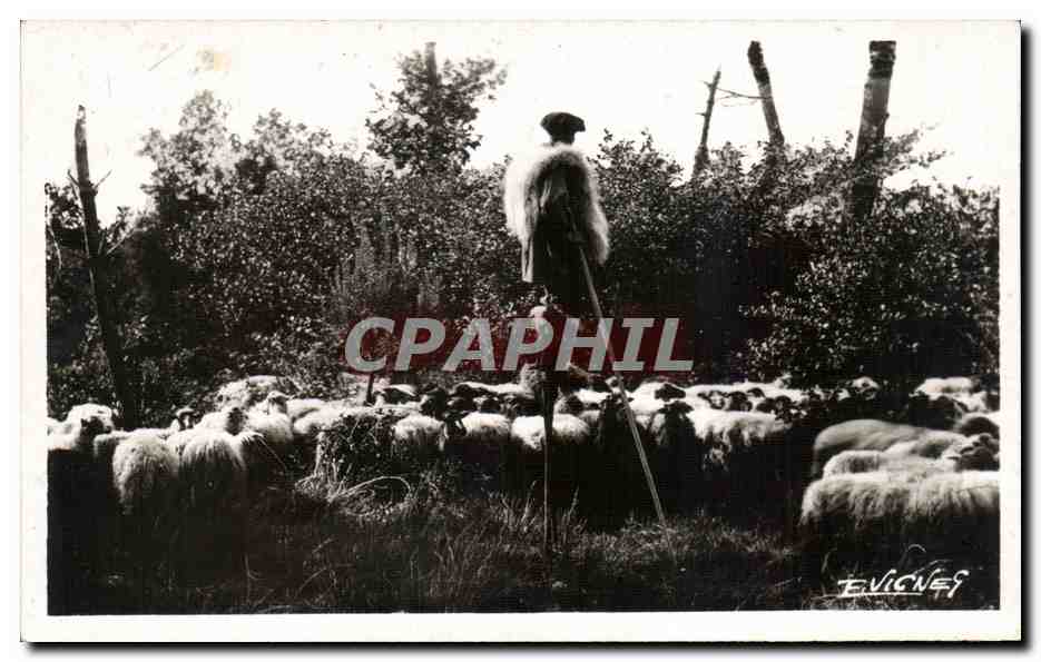 Moutons landais — Au soleil des Landes — Éditions d'Art E. Vignac-Les-Landes