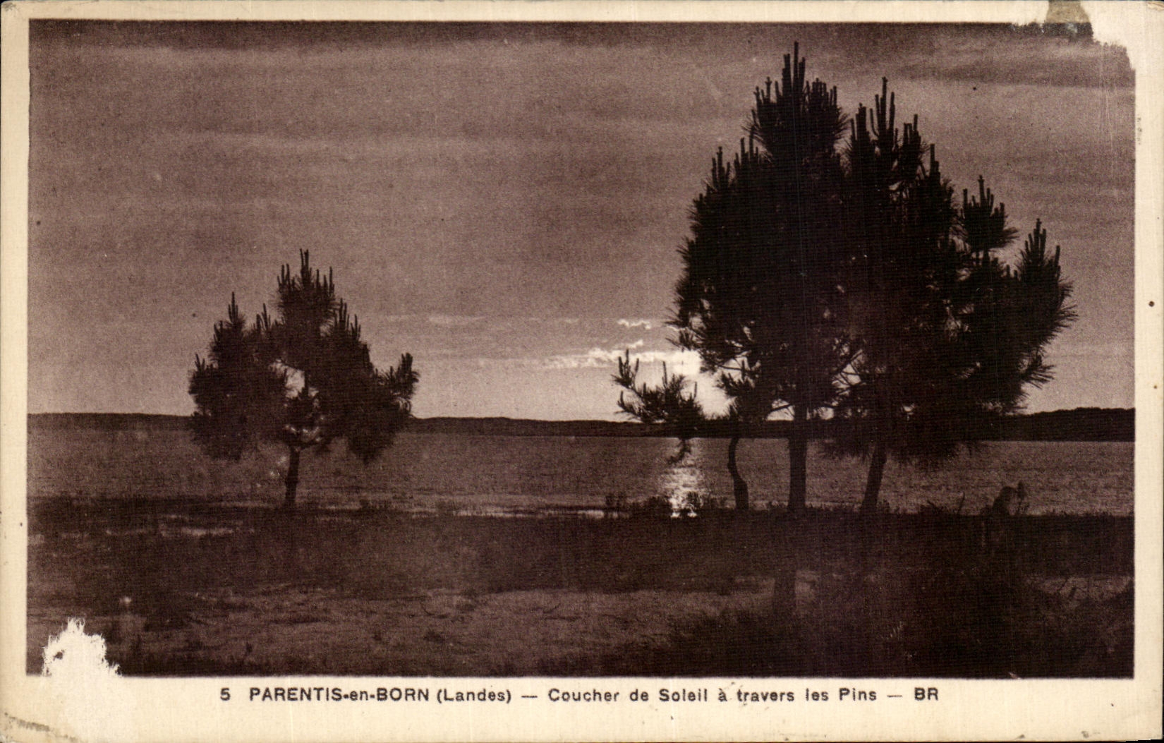 CPA Parentis en Born Coucher de Soleil a travers les Pins