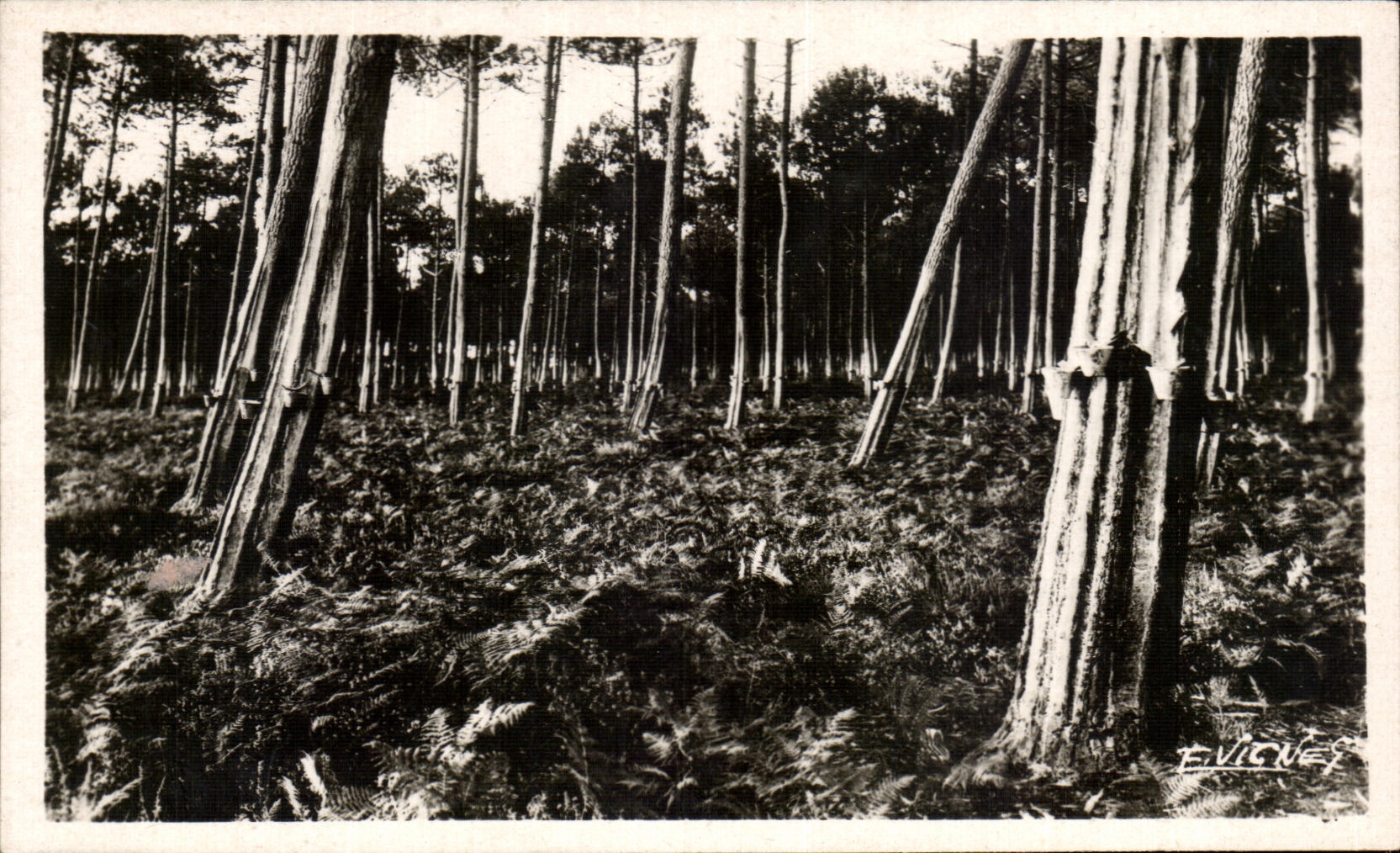 Forêt de pins — pins gémis au soleil couchant — E. Vicney