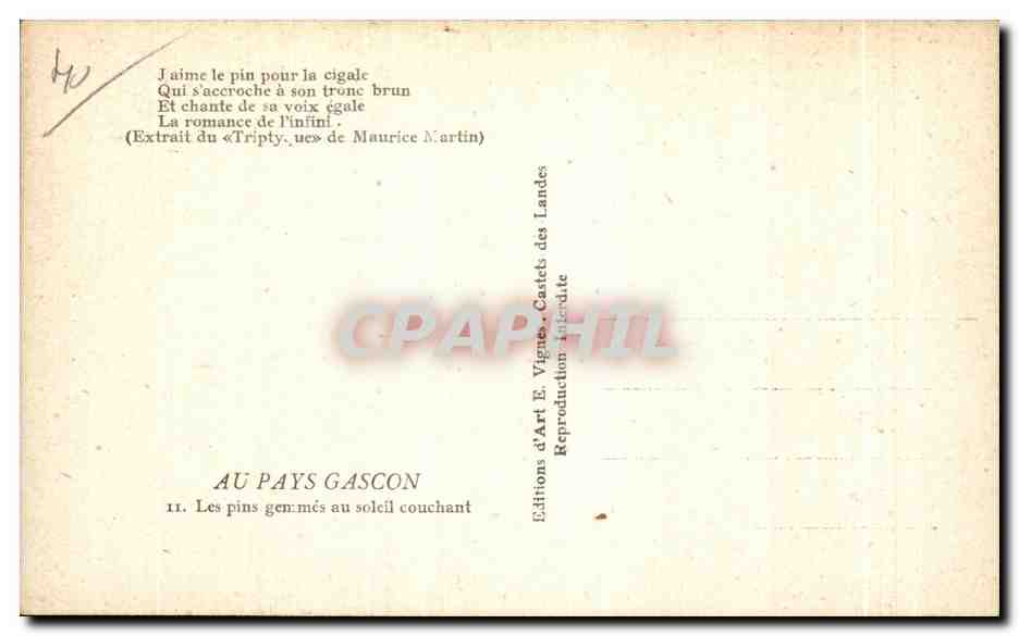 Forêt de pins — pins gémis au soleil couchant — E. Vicney — Verso