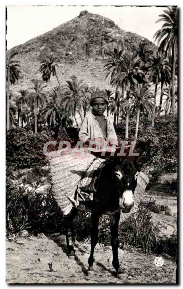 CPSM Scenes   Types d Afrique du Nord Promenade dans la Palmeraie Ane Donkey Enfant