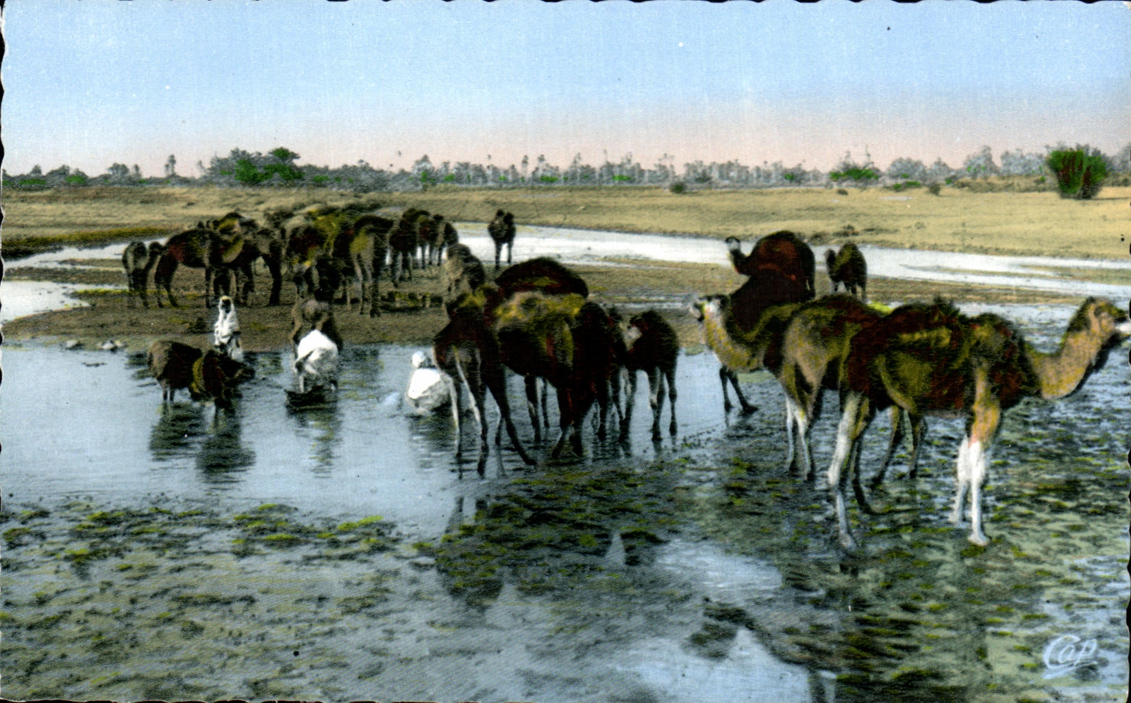 CPA Scenes Et Types Une boutique bien achaladee Chameau Camel