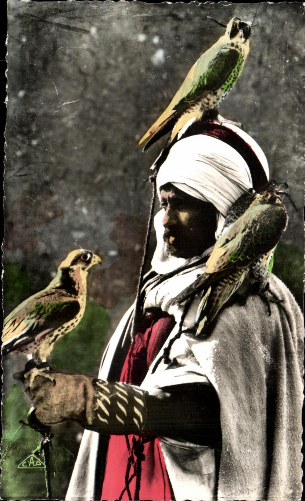 CPA Algerie Le fauconnier Bird of prey Rapace