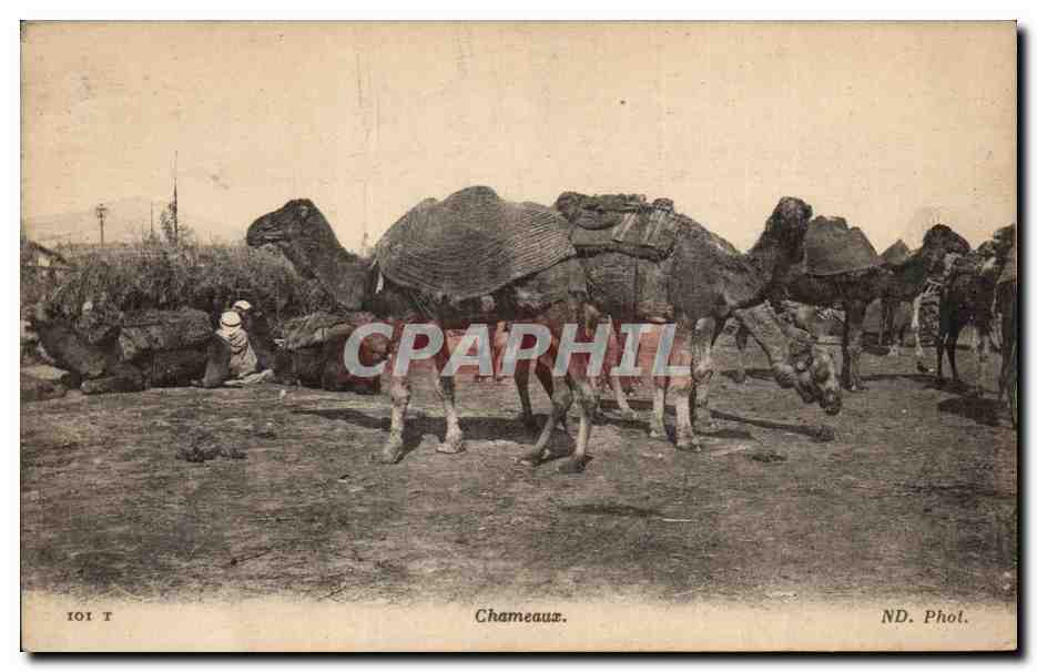 CPA Chameaux Camel Tunisie