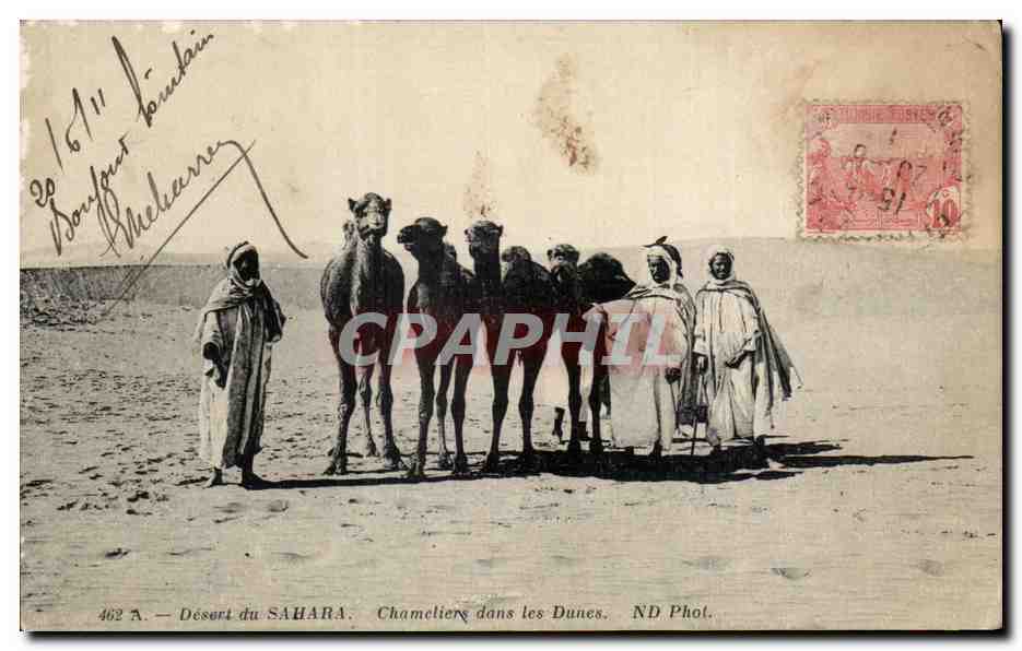 CPA Tunisie Desert du Sahara Chameliers dans les Dunes Camel Chameau