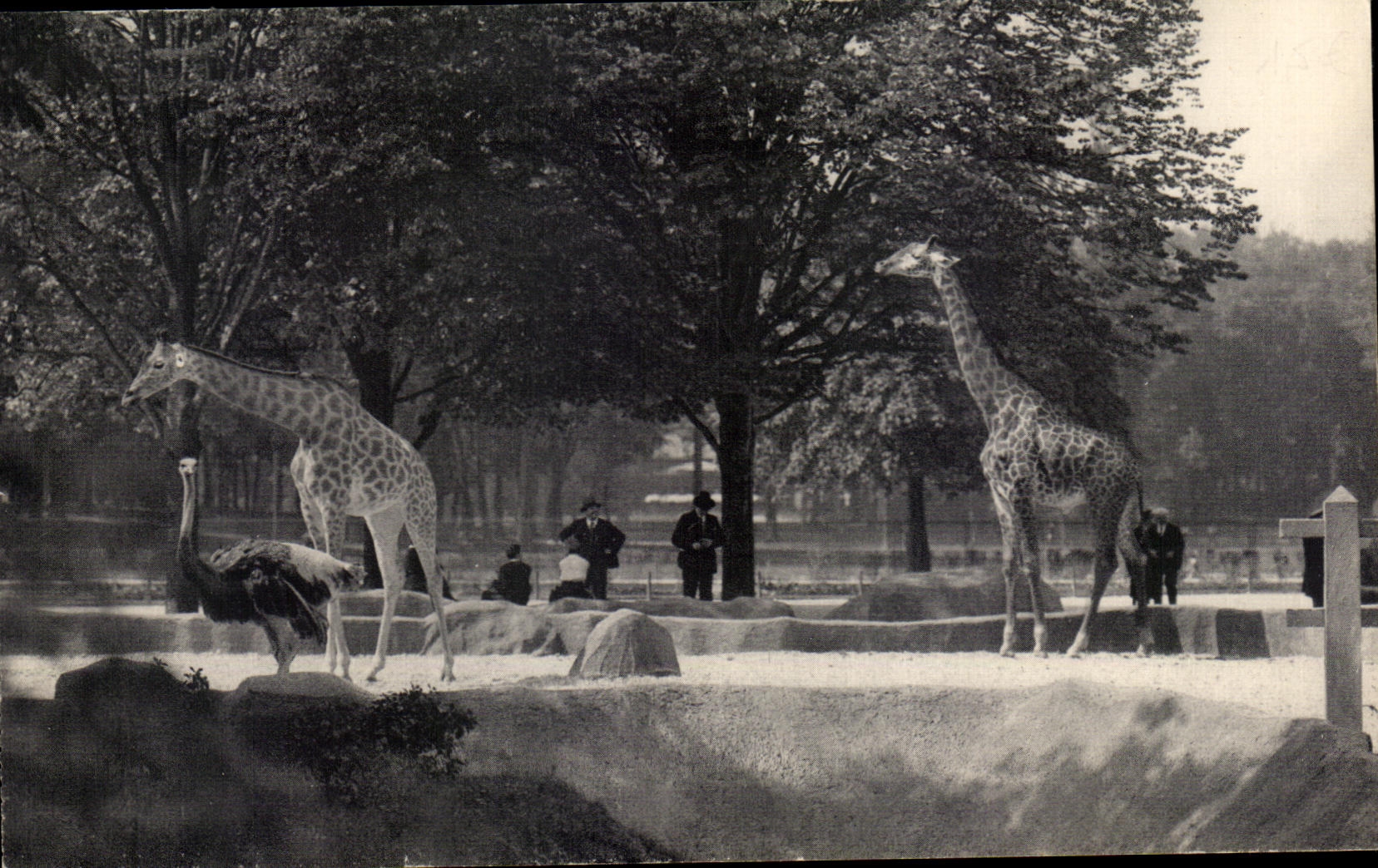 CPA Museum National D Histoire Naturelle Parc Zoologique Zoo Vincennes Giraffe Girafe Zoo utruche Ostrich