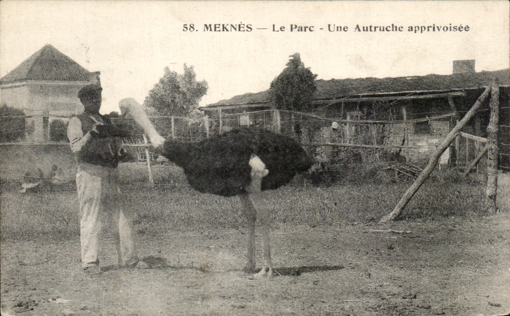 Meknès — Le Parc — Une Autruche apprivoisée — Imprimé Illustré n°58