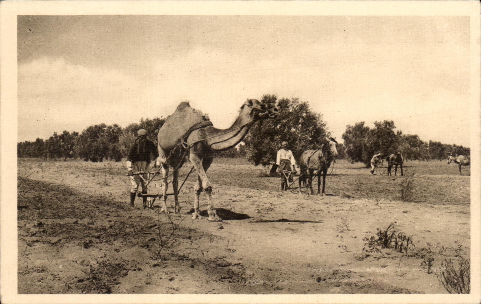 CPA Tunisie Sfax Binage des Olivers (Maacha)