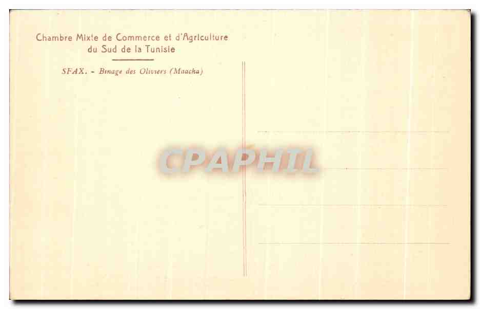 CPA Tunisie Sfax Binage des Olivers (Maacha) — Verso
