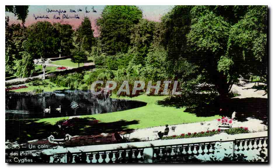 CPA Angers Un coin des Plantes dux Cygnes