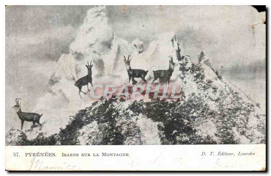 Pyrénées. Isards sur la Montagne — D. T. Éditeur, Lourdes, n°57