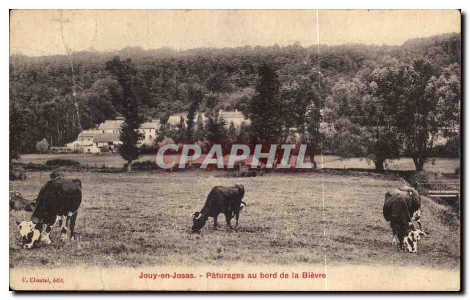 CPA Jouy en Josas Paturages au bord de la Bievre Vaches 