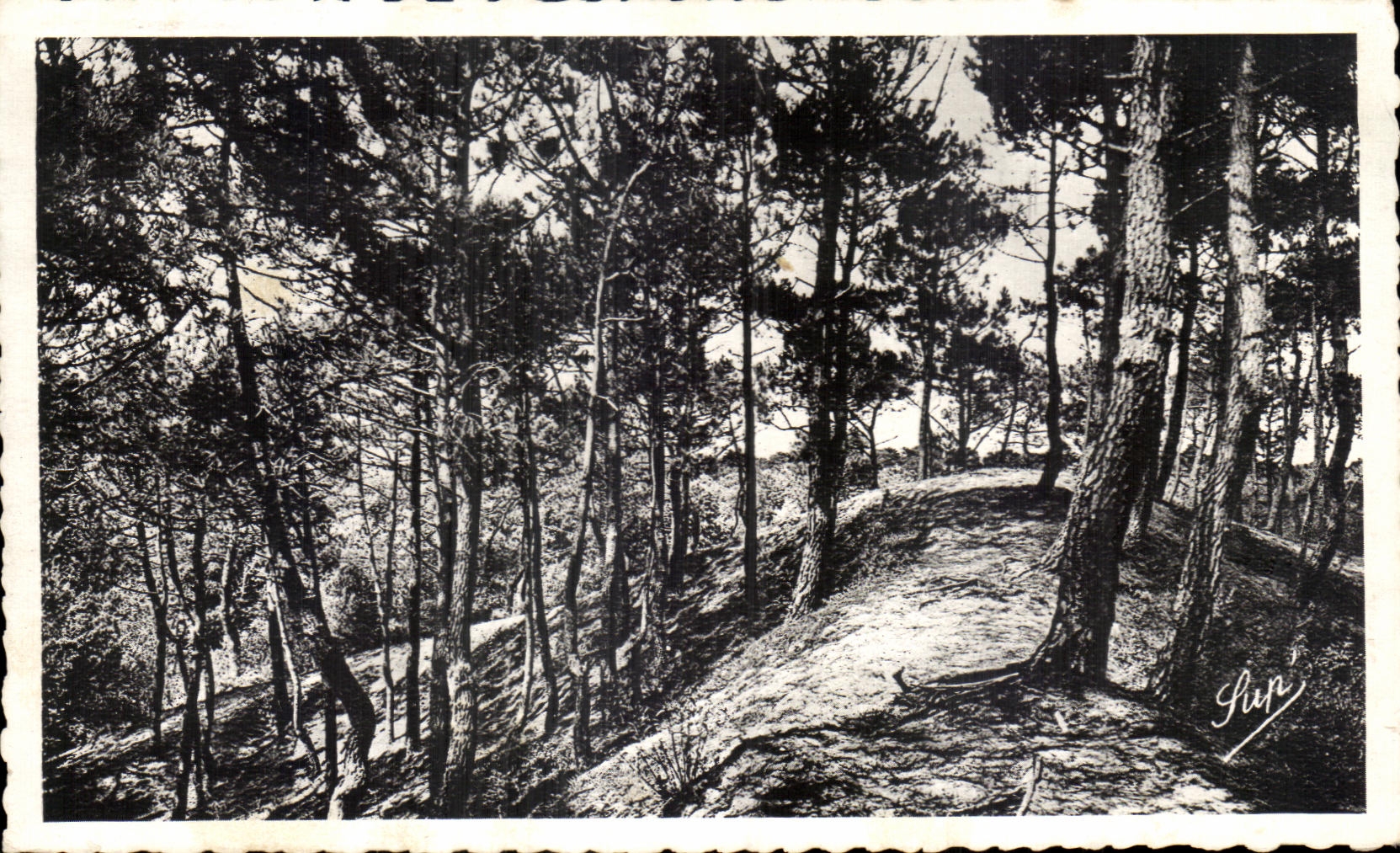 CPA La Baule Les Pins Un Sous bois de la Foret d Etat protegeant La Baule les Pins des vents du Nord