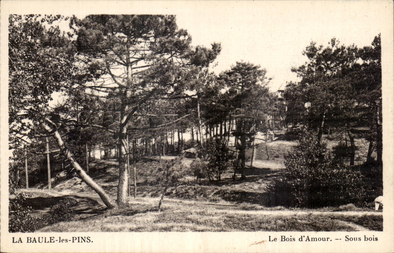 CPA La Baule les Pins Le Bois d Amour Sous bois