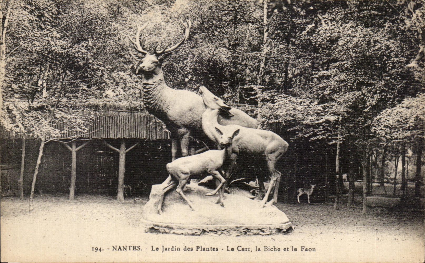 CPA Nantes Le Jerdin des Plantes Le Cerf la Biche et le Faon