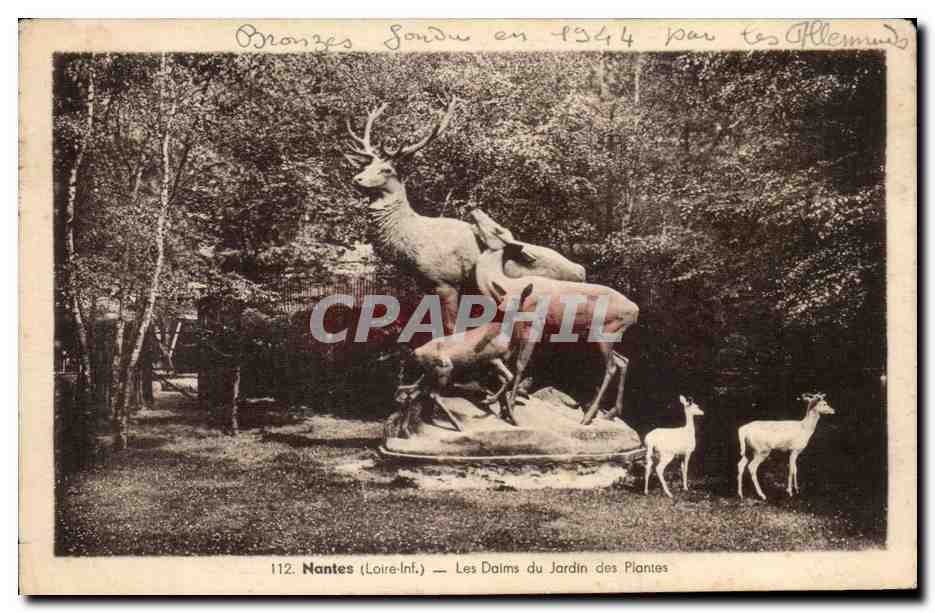 CPA Nantes Les Daims du Jardin des Plantes