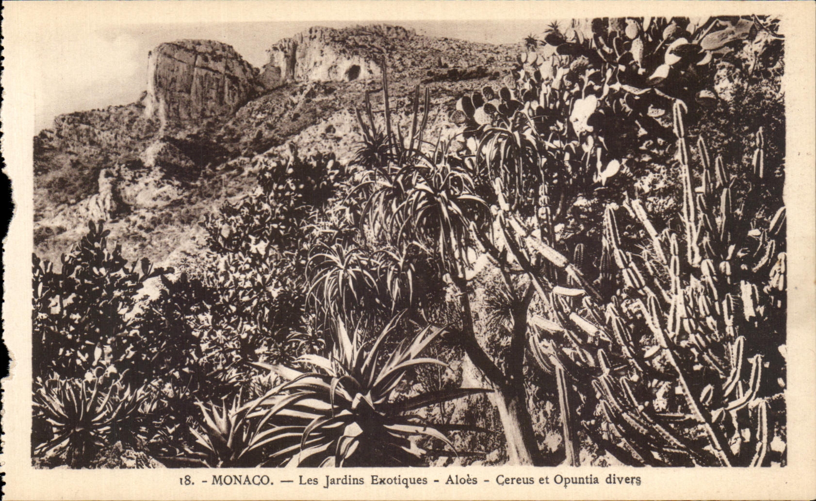 Monaco — Les Jardins Exotiques — Aloès, Cereus et Opuntia divers