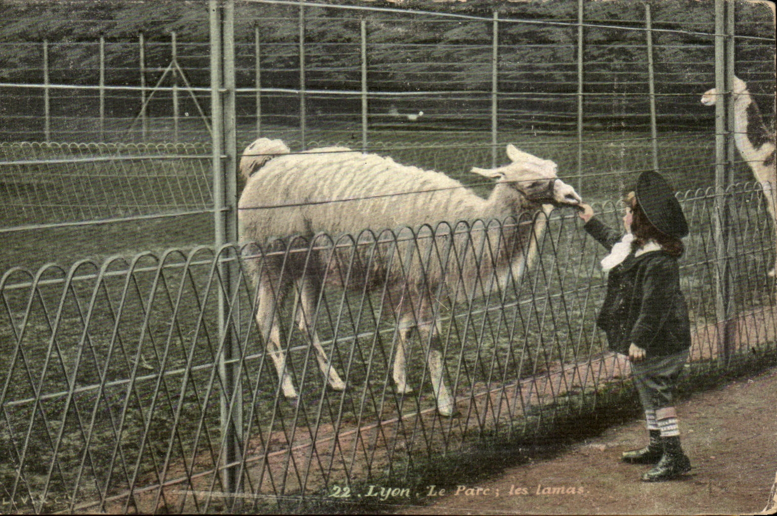 Lyon - Le Parc, les lamas — éditeur L.Y. & Cie, n°22