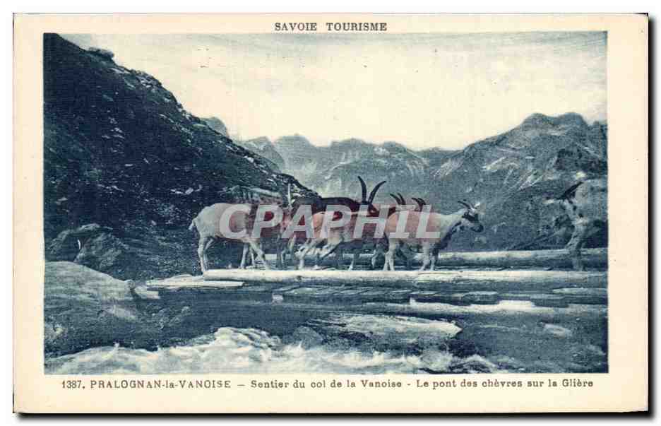 CPA Savoie Tourisme Pralognan la Vanoise Sentier du col de la Vanoise Le Pont des Chevres sur la Gliere Goat