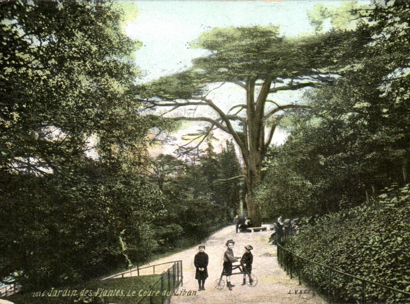 CPA Paris Le Jardin des Plantes Le Cedre du Liban