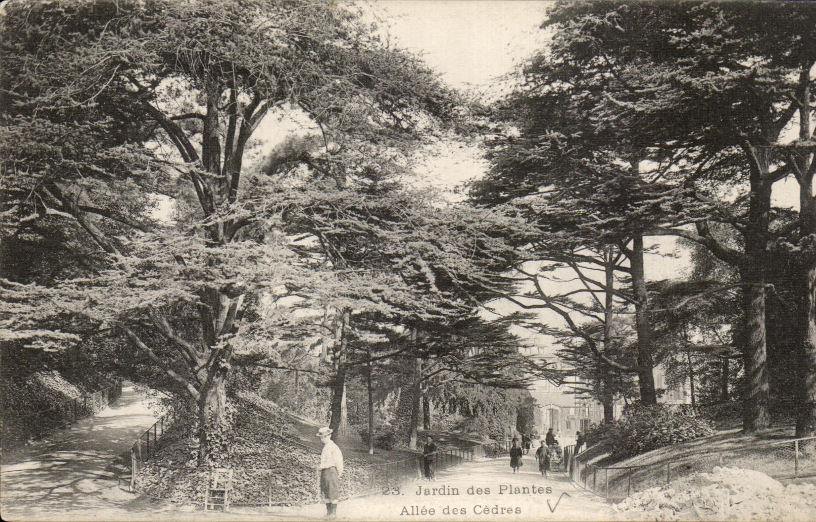 CPA Paris Le Jardin des Plantes Allee des Cedres