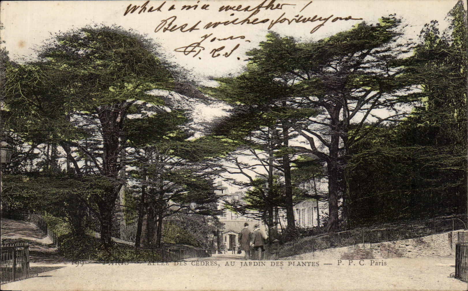 CPA Paris Des Cedres Au Jardin Des Plantes