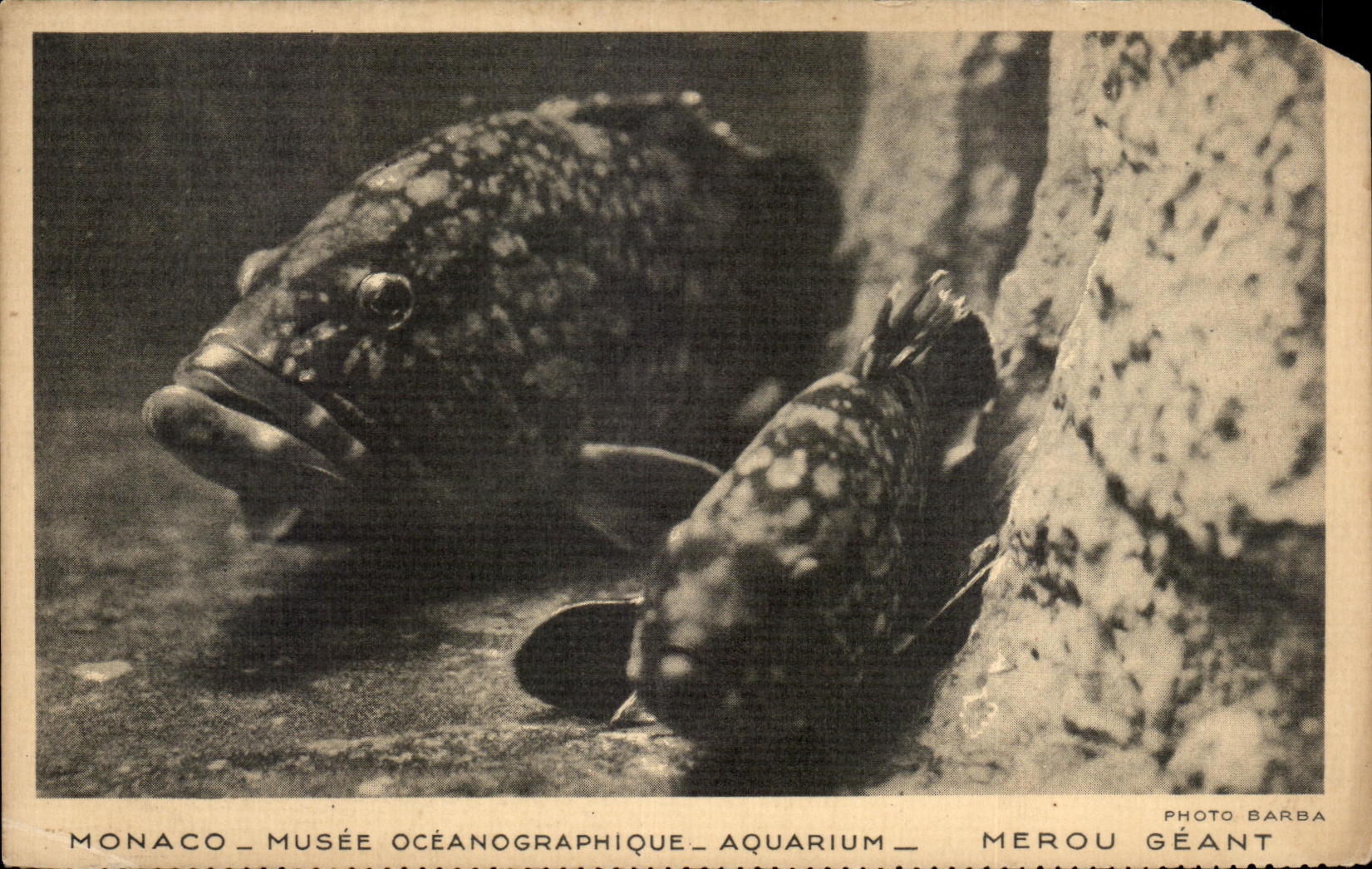 CPA Monaco Musee Oceanographique Aquarium Merou Geant Poisson