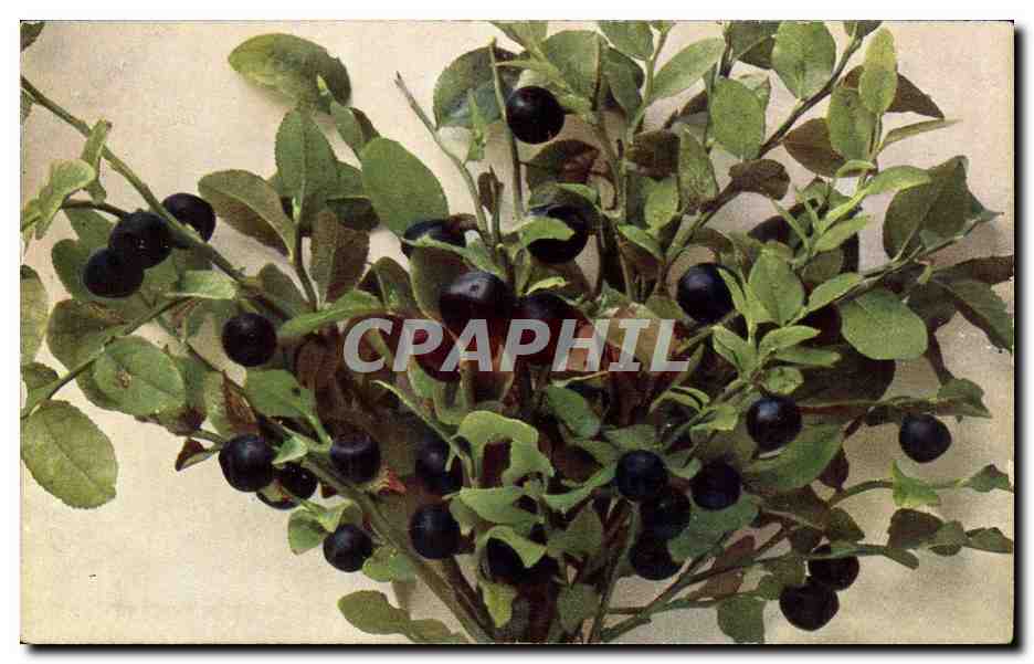 CPA Fantaisie Fleurs Vaccinium Myrtillus Heilderbeere Myrtilles