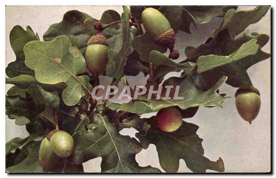 CPA Fantaisie Fleurs Glands de chene 