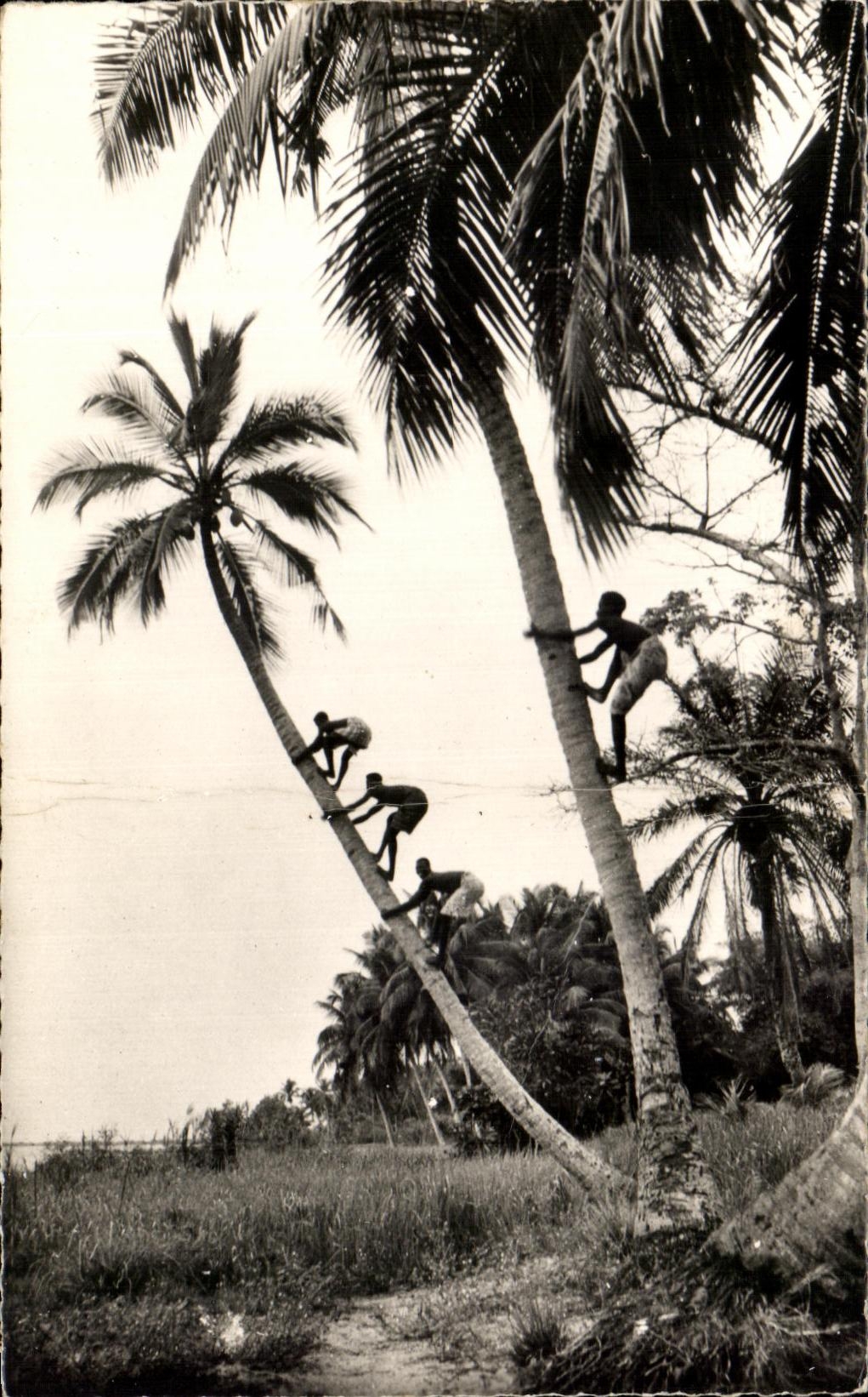 CPA A O F AOF La Cueillette des Noix de Coco