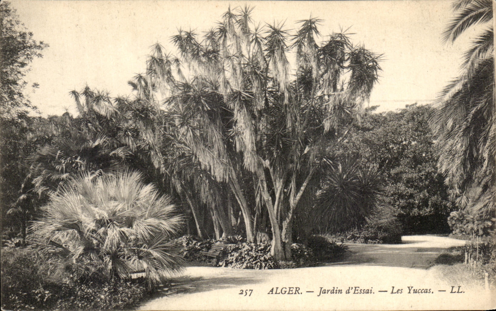CPA Alger Jardin d Essai Les Yuccas