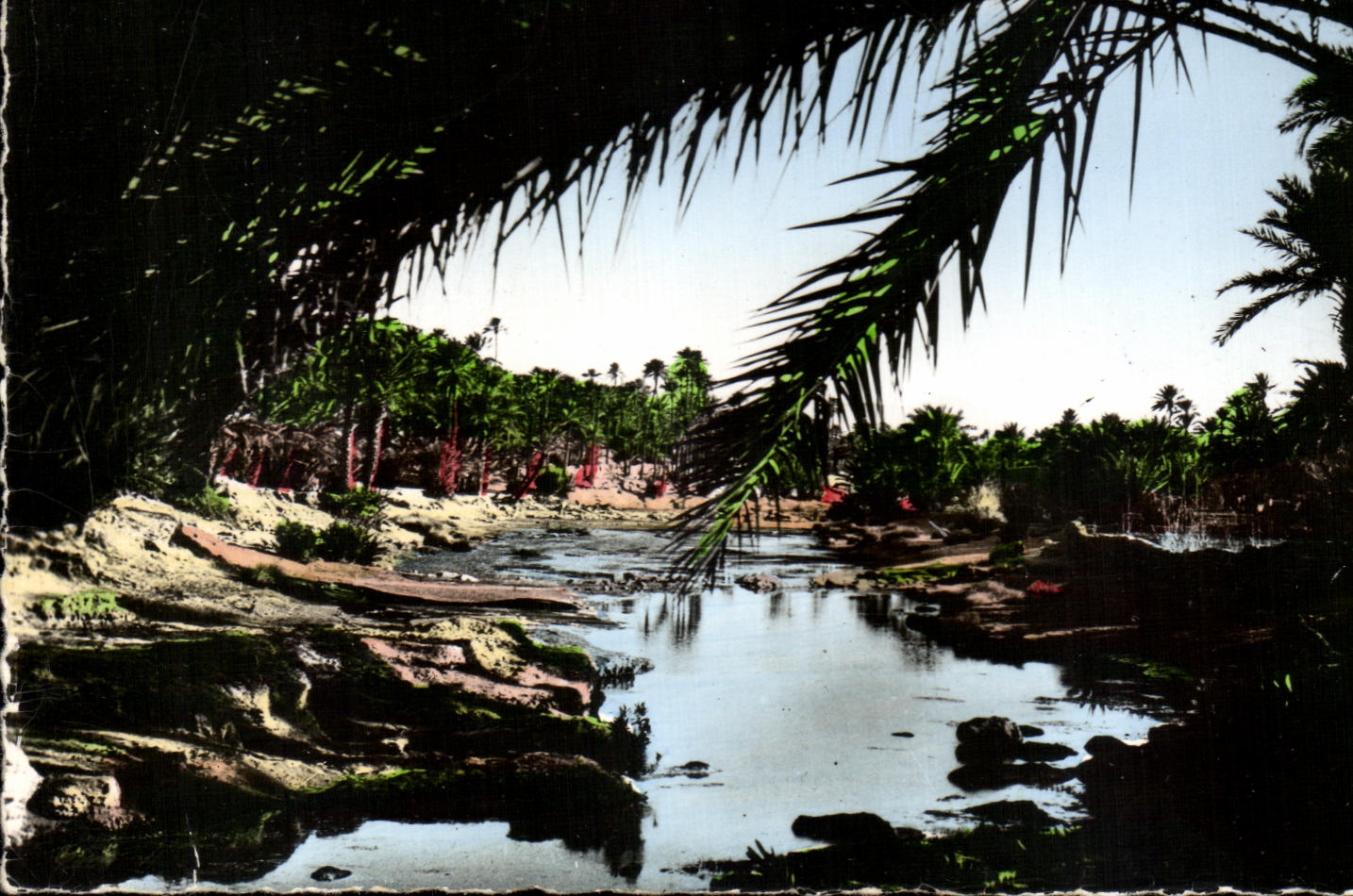 Oued Béchar — Ansicht des Flusses umgeben von Palmen — Ausgabe R. Départemental, Nr. 107