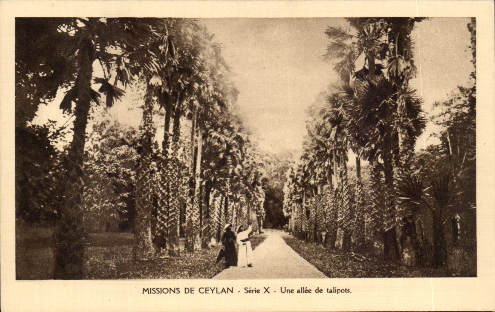 CPA Missions De Ceylan Serie X Une allee de talipots Ceylon Ceylan Sri Lanka