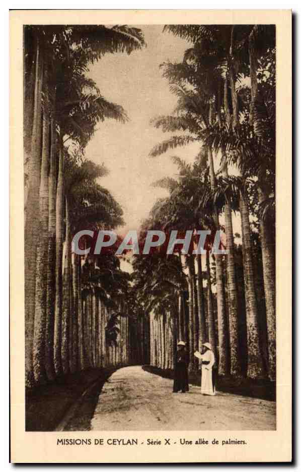 CPA Missions De Ceylan Serie X Une allee de palmiers Ceylon Ceylan Sri Lanka