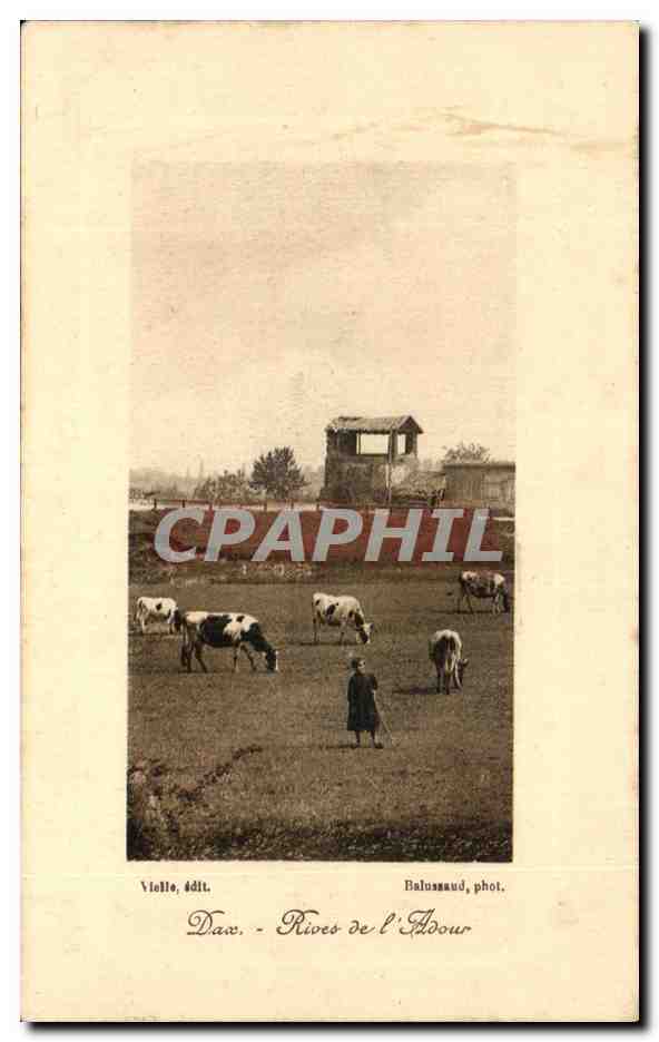 CPA Dax Rives De I Adour Vaches Berger Enfant