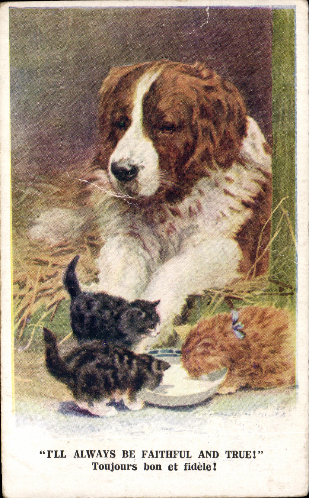 CPA I ll Always Be Faithful And True Toujours bon et fidele Chien et chats Dogs and cats
